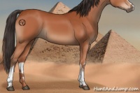 Horse Color:White Spotted Bay Rabicano 