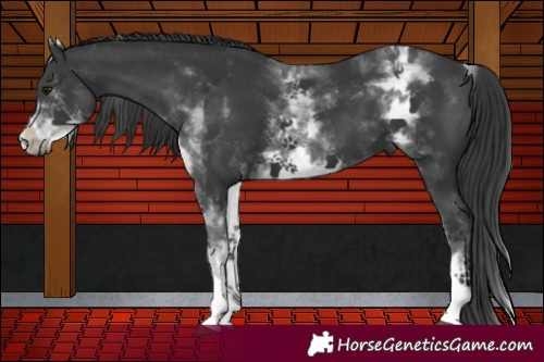 Horse Color:White Spotted Black 