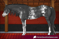 Horse Color:White Spotted Black