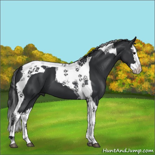 Horse Color:Black Splash Tobiano