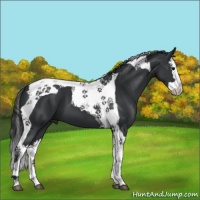 Horse Color:Black Splash Tobiano 