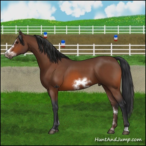 Horse Color:Brown Sabino Frame 