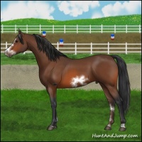 Horse Color:Brown Sabino Frame