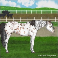 Horse Color:Bay Sabino 