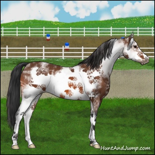 Horse Color:White Spotted Bay Sabino Frame 