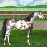 Horse Color:White Spotted Bay Sabino Frame