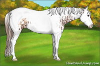 Horse Color:Bay Splash Tobiano Appaloosa  and Bay Dun Splash Tobiano Appaloosa 