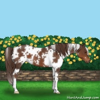 Horse Color:White Spotted Liver Chestnut