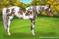 Horse Color:White Spotted Chocolate Palomino 