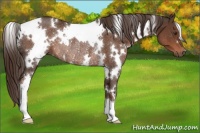 Horse Color:White Spotted Liver Chestnut Rabicano
