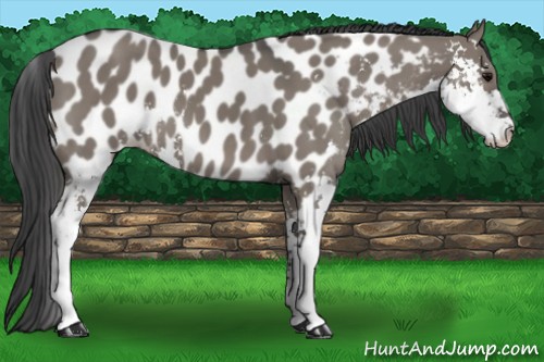 Horse Color:Grullo Sabino Appaloosa 
