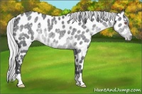 Horse Color:Silver Blue Chinchilla Roan Appaloosa 
