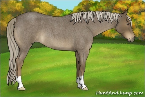 Horse Color:Chocolate Palomino Roan 