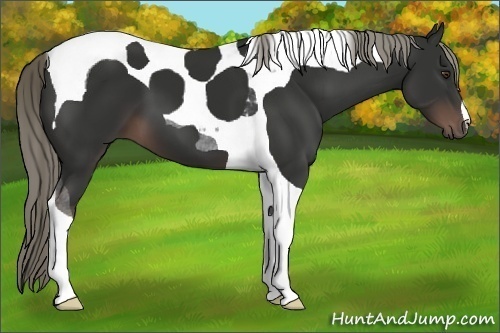 Horse Color:Liver Chestnut Mushroom Tobiano