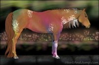 Horse Color:White Spotted Chestnut 