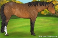 Horse Color:Buckskin Rabicano