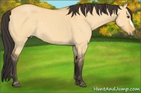 Horse Color:Buckskin Dun 