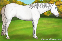 Horse Color:Gray Smoky Creme Roan Tobiano Rabicano