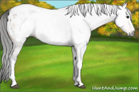 Horse Color:Gray Buckskin Tobiano Appaloosa 