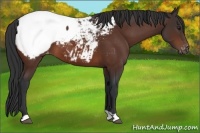 Horse Color:Brown Appaloosa
