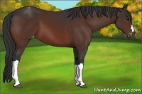 Horse Color:Brown Appaloosa
