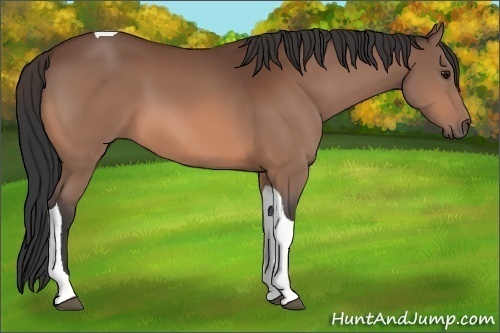 Horse Color:Bay Tobiano 