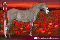 Horse Color:Smoky Grullo Rabicano  and Silver Smoky Grullo Sabino Rabicano 