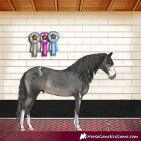 Horse Color:Gray Smoky Black Sabino Appaloosa Rabicano
