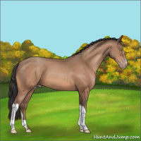 Horse Color:Sable Champagne 