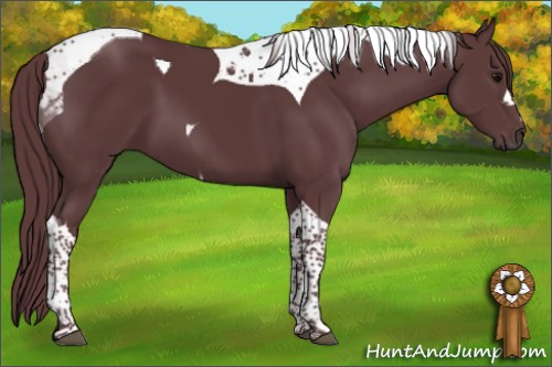 Horse Color:Chocolate Black Tobiano 