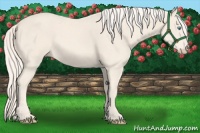 Horse Color:Cremello 