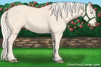 Horse Color:Cremello 