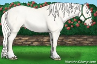 Horse Color:Gold Cream Champagne Pearl 