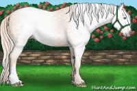 Horse Color:Gray Cremello 