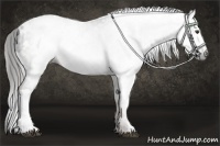 Horse Color:Gray White Spotted Liver Chestnut