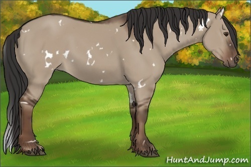 Horse Color:White Spotted Liver Red Dun 