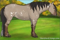 Horse Color:White Spotted Liver Red Dun