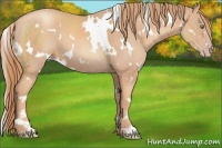 Horse Color:White Spotted Gold Champagne