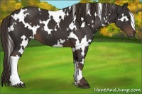 Horse Color:White Spotted Liver Chestnut 