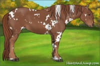 Horse Color:White Spotted Chestnut 