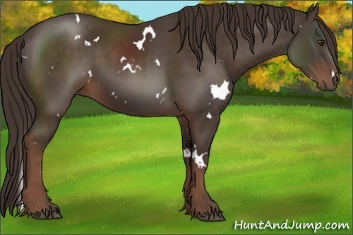 Horse Color:White Spotted Liver Chestnut 