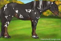 Horse Color:White Spotted Liver Chestnut