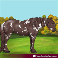 Horse Color:White Spotted Chocolate Black