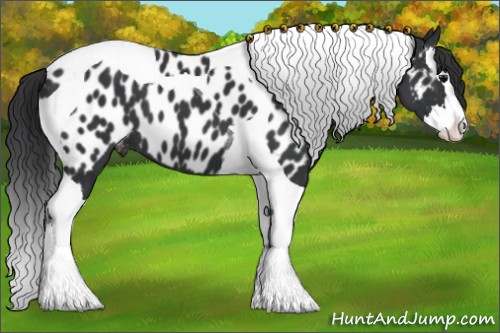 Horse Color:Black Splash Tobiano Appaloosa 