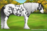 Horse Color:Black Splash Tobiano Appaloosa 