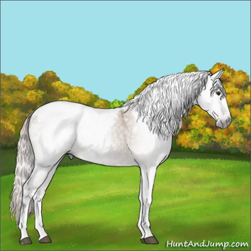 Horse Color:Gray Silver Bay Dun Tobiano Appaloosa 