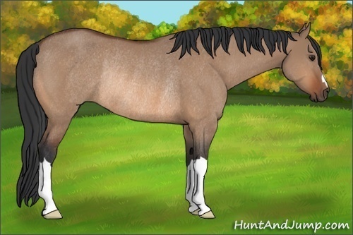 Horse Color:Brown Dun Rabicano 