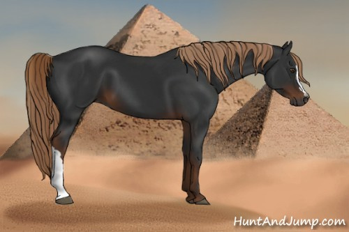 Horse Color:Gray Liver Chestnut 