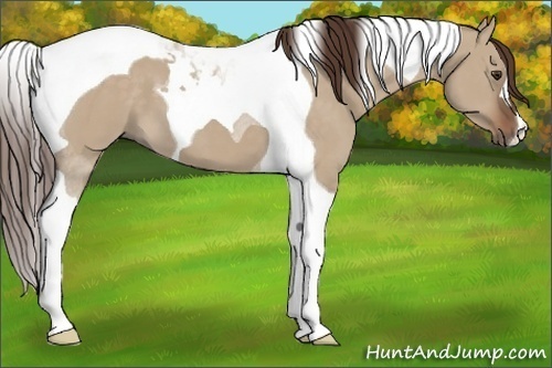 Horse Color:Liver Red Dun Tobiano 