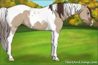 Horse Color:Liver Red Dun Tobiano 